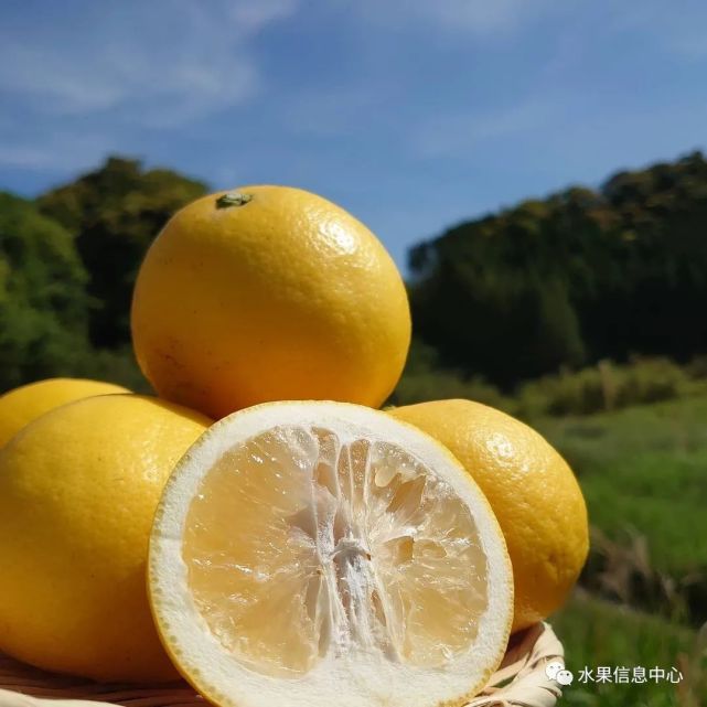 新品种日向夏蜜柑——柚子还是柠檬？缘何成为市场宠儿 柑橘百科 第15张