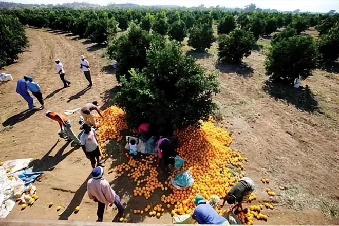 秭归夏橙开园销往海外，柑橘种植一靠技术二靠管理 柑橘技术知识 第1张