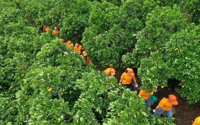 秭归夏橙开园销往海外，柑橘种植一靠技术二靠管理 柑橘技术知识 第2张