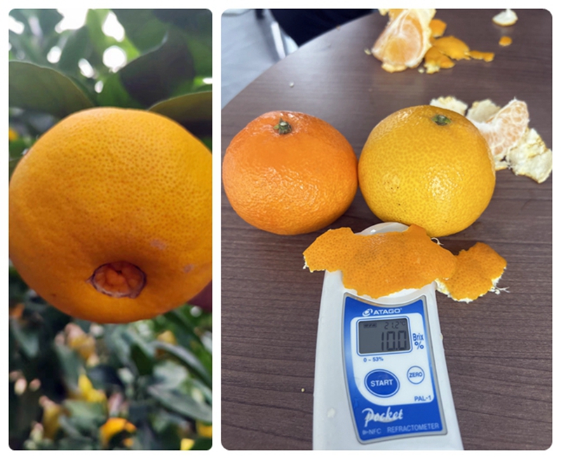 爱媛153-一款比爱媛38更早熟的新品种，究竟长啥样？ 柑橘百科 第1张