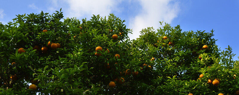 爱媛46号柑橘品种怎么样？种植前景和种植范围分析 柑橘百科 第1张