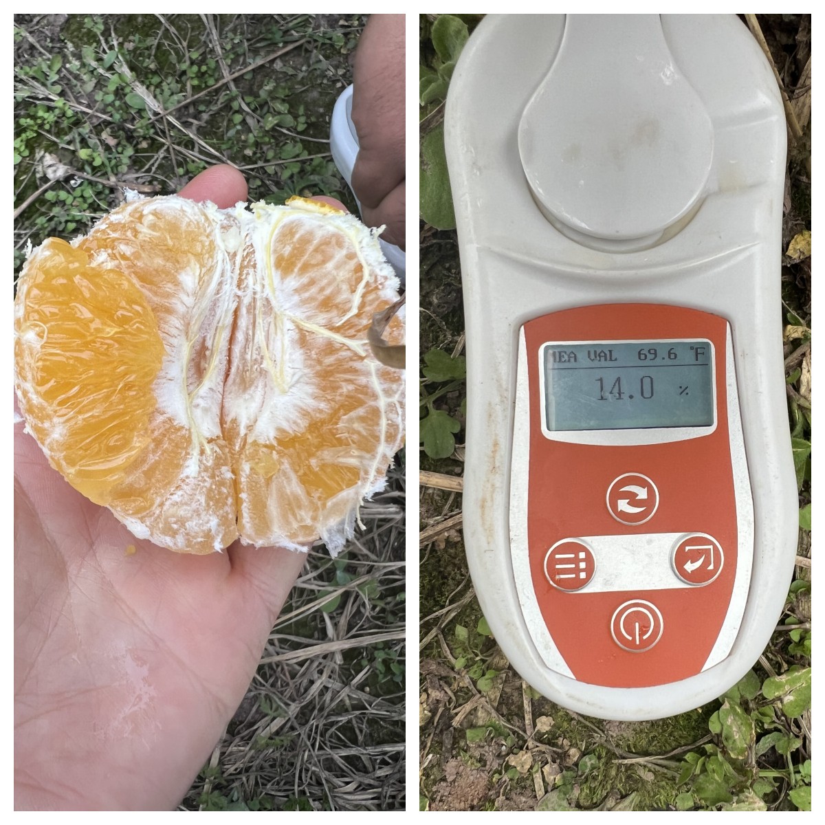 爱媛46在四川种植表现如何——11月实测糖度可达15°，表现良好！ 柑橘百科 第2张