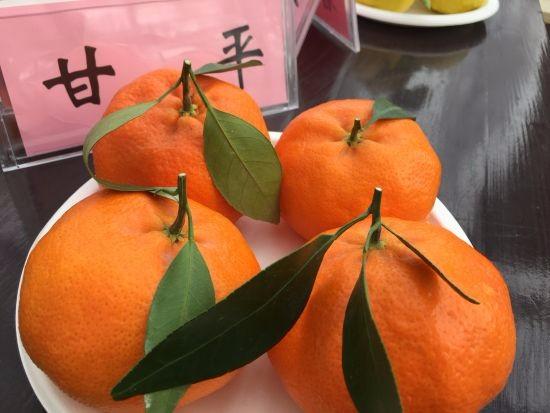 柑橘新品种第一名是什么（川津5号柑橘优点和缺点） 柑橘新品种第一名是什么（川津5号柑橘优点和缺点） 柑橘百科