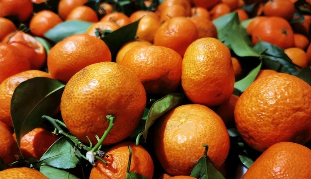 极早熟柑橘新品种图片及价格介绍（四川现在的桔子哪种最好吃） 极早熟柑橘新品种图片及价格介绍（四川现在的桔子哪种最好吃） 柑橘百科