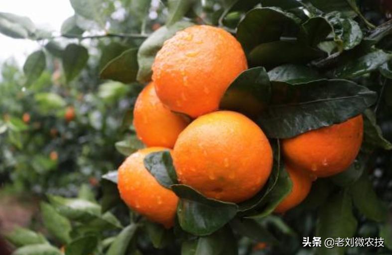 明日见柑桔种植技术（你会想到什么） 明日见柑桔种植技术（你会想到什么） 柑橘百科