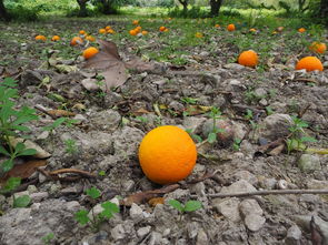 柑橘春季施肥时间用量表图片_柑橘春季施肥时间用量表图片大全 柑橘技术知识 第2张