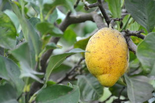 小柑橘普洱茶有什么功效_小柑橘普茶的功效与作用 柑橘百科 第3张