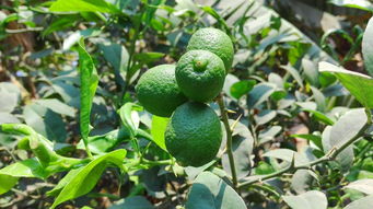 丑橘粑粑柑营养价值_丑橘和粑粑柑是一种吗 怎么区分 柑橘百科 第4张