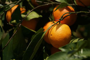 柑橘全年施肥量时间表新_柑橘幼树全年施肥时间表 柑橘技术知识 第1张