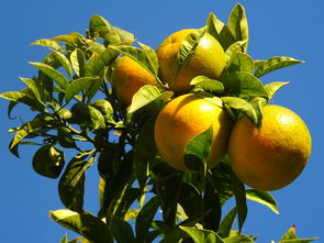 柑橘果实留树保鲜贮藏技术什么意思_柑橘贮藏保鲜技术要点 柑橘技术知识 第2张