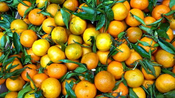 柑橘增红增亮强技术_柑桔最好的着色增甜剂 柑橘技术知识 第1张