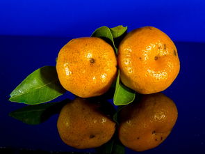 橘子什么时候引进中国_橘子什么时候到我国 柑橘技术知识 第1张